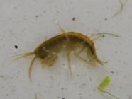 Freshwater Shrimp