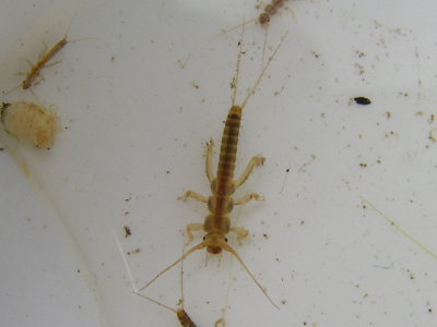 Stoneflies